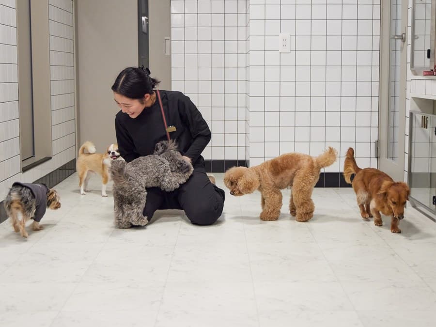 犬の幼稚園でトレーナーと複数の犬がふれあっている様子