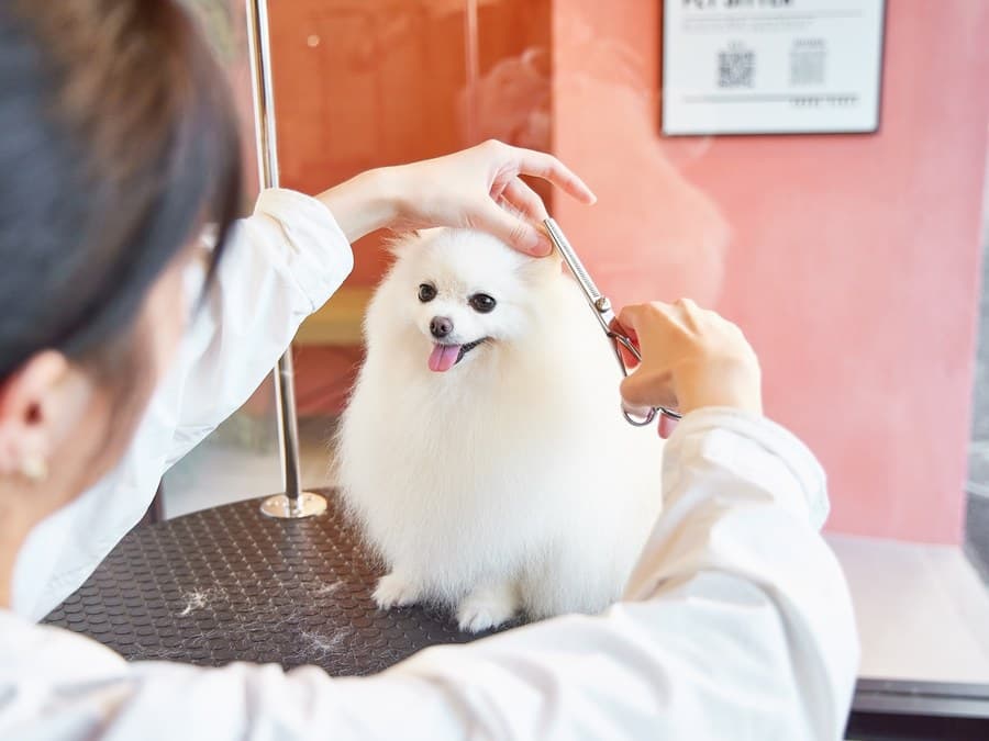 トリミング中のポメラニアン。トリマーがハサミで丁寧にカットしている様子